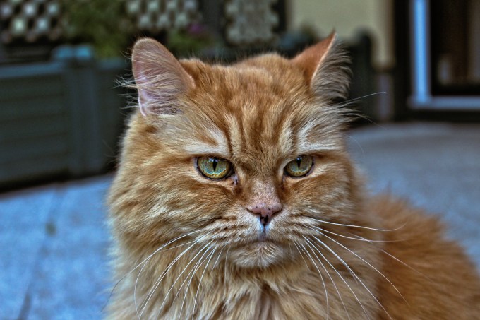 getigerter Freund